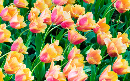 1695984 (a): :2560x1600